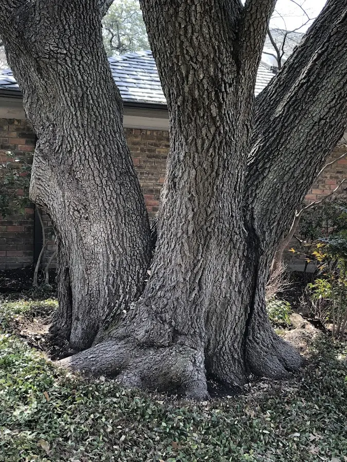 Mature heritage tree close to a Foosland property cared for by certified arborists